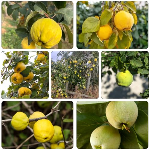 Quittenbaum zwergobstbäume balkon deko steingartenpflanzen bohnenkraut pflanztöpfe spalierobst biosaatgut pflanzensamen hochbeete für garten dekopflanzen balkonpflanzen winterhart 85samen