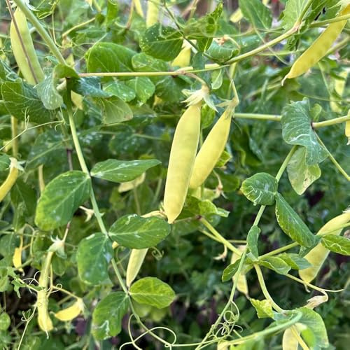 erbsensamen winterharte kübelpflanzen erbsen bio grünpflanzen zimmerpflanzen gemüsesaat, gartendeko für draußen exotische alte gemüsesorten 150samen