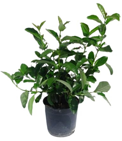 Viburnum Lucidum Natural Árbol de Exterior Perfecto para el Hogar