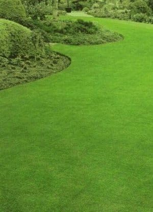 Paspalum Notatum/Gramignone - Prato Perenne per Terreni Salini, Controllo Erosione, Tollerante e Resistente - 1 lb di Semi 2 confezioni