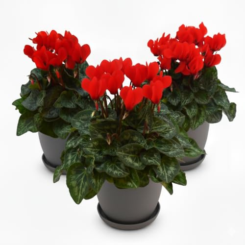 Set 3 Piante di Ciclamino Rosso in Vaso – Pianta Ornamentale da Interno ed Esterno – Fioritura Autunnale e Invernale, Fiore Decorativo Ideale per Casa, Balcone e Giardino