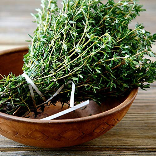 Graines de Thym - Thymus vulgaris - 1500 graines