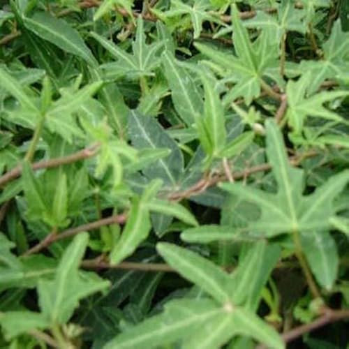 6x Efeu 'Sagittifolia' - Hedera helix ‘Sagittifolia’ - Topf 9x9cm