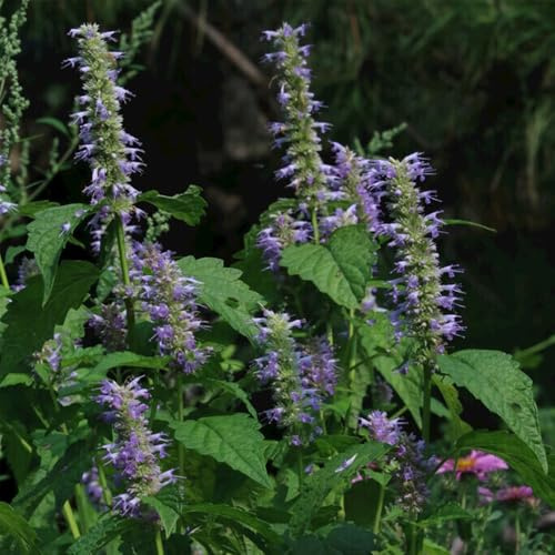 Semi di ortica profumata, semi di Agastache foeniculum, semi di da cucina prodotti sostenibili rare verdi 250pcs