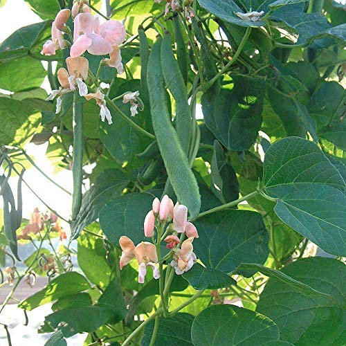 Runner Bean 'Celebration' Seeds Half-Hardy Annual Vegetable Garden Plants Easy to Grow Your Own Runner Bean 'Celebration' 1 Packet of 40 Seeds by Thompson and Morgan