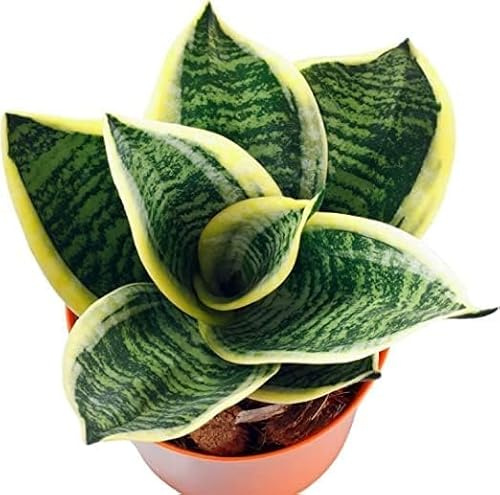 Sansevieria Trifasciata: La aliada para espacios de tu casa. Decora tu hogar con esta planta purificadora Planta Natural de Fácil de Mantener en maceta de 8,5cm