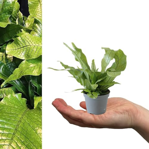 Microsorum Crocodyllus Fern - Crocodile Fern - 15-20cm in Height Inc Pot - Mini Indoor Plant - Easy to Maintain (1 Plant)