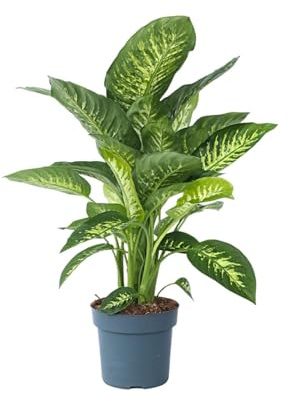 Plant in a Box - Dieffenbachia 'Tropic' - Pianta d'appartamento - ⌀24cm - Altezza 70-80cm