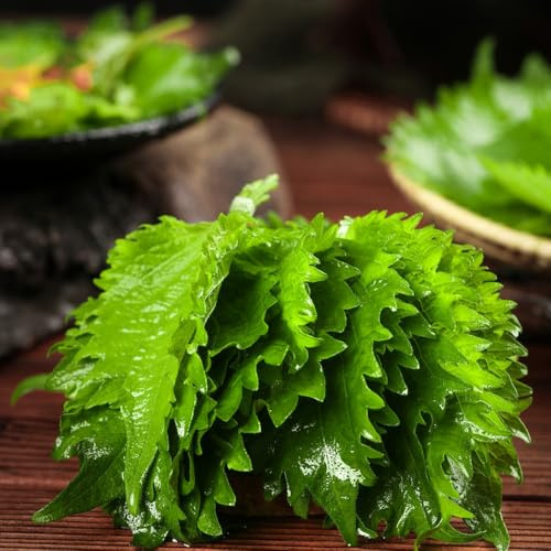 Semi di Perilla, semi di Shiso, giardino giardino sul balcone resistenti per il aromatiche da perenni resistenti e perenni 400pcs