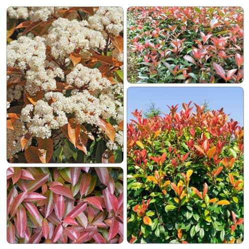 Photinia red robin - interno semi di selvatici balcone semi di resistenti 600pcs