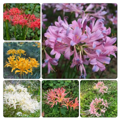 Lirio araña - Lycoris radiata Parterres elevados jardín balcón 5bulbos