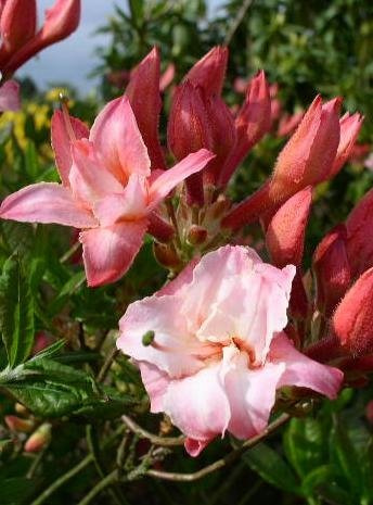 Garten-Azalee rot-rosa Rhododendron luteum Corneille 40-50 cm hoch 5 L | Winterhart, duftend & blütenreich – bienenfreundlich und sommergrün, ideal für Beet, Gehölzrand & Kübel