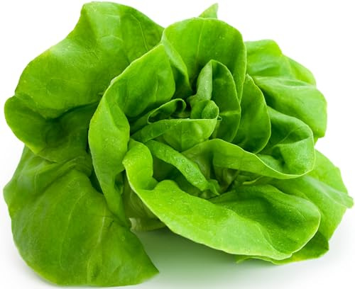 1000+ Tom Thumb Heirloom Lettuce Seeds - Non-GMO USA Grown - Miniature 5 Heads Butterhead Bibb Type Lettuce - Grows Indoors or Outdoors with Soil or Hydroponics