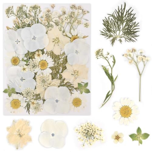 KYSUN Fiori Secchi Naturali Pressati per Decorazioni e Fai Da Te (Bianco)