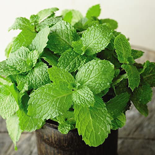 Garden Mint Herb Peppermint Mentha x piperita Hardy Perennial Easy to Grow Your Own Outdoor Garden Herbs, 1x 1 Litre Potted Plant by Thompson & Morgan