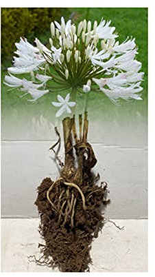 2 Agapanthus Alba Africanus (Lily of The Nile) Bare Root Garden Summer Perennial : - by GARTHWAITE NURSERIES® : - UK Stockist