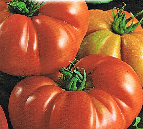 POMODORO COSTOLUTO FIORENTINO NR.100 SEMI
