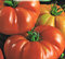 POMODORO COSTOLUTO FIORENTINO NR.100 SEMI
