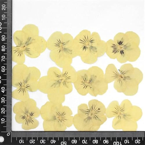 Crysdaralovebi 60 Stück gepresste getrocknete Stiefmütterchen, Viola dreifarbig L. Blumenpflanzen, Herbarium für Schmuck, Postkarten, Lesezeichen, Handyhüllen, Basteln (Farbe 1)