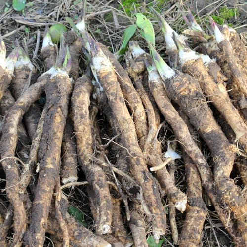 semi di rafano resistenti di selvatiche, vecchi da giardino tappezzanti, 65pcs