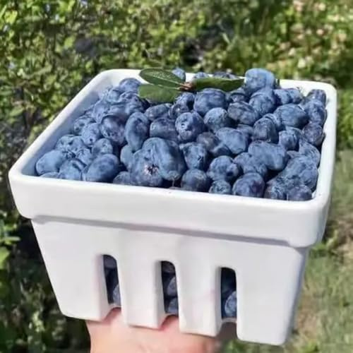 Semi di mirtillo siberiano, frutteto colonnari acquistare per giardinieri serre balcone colonnare mirtillo balcone semi di 150pcs