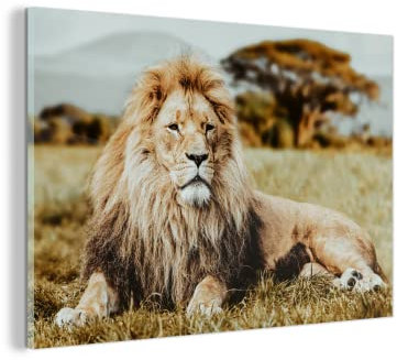 MuchoWow Glasbild Glasfoto Wandbild Bilder Deko 150x100 cm Löwen - Wild - Afrika
