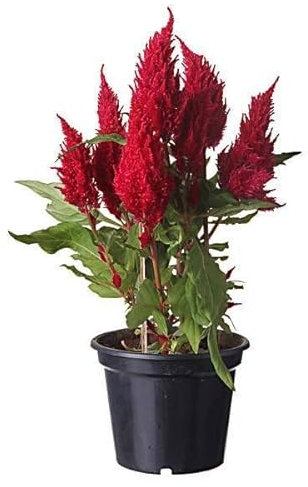 Planta con Flor Amaranta Plumosa Celosia Variedad Cresta Gallo