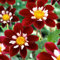 Plant in a Box - Dahlia 'Mary Evelyn' - lot de 3 - floraisons d'été - tubercules de dahlia - fleurs de jardin - Rouge/Blanc/Jaune