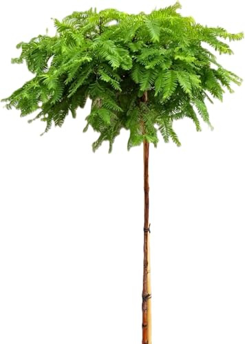 Urweltmammutbaum 'Metasequoia Matthaie' Stämmchen Hochstamm 80-100 cm Winterhart Freilandaufzucht