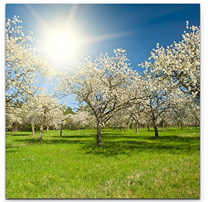 Leinwandbilder | Bilder Leinwand 90x90cm Apfelbaumplantage im Frühling