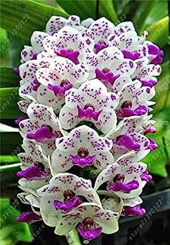 200 pezzi orchidée Cymbidium, graines de Cymbidium, graines de fleurs pour la maison jardin bricolage graines en pot: graines