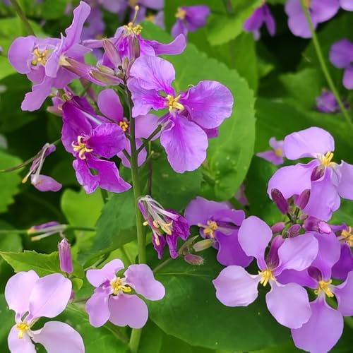 Semi di Orychophragmus violaceus - semi di selvatici resistenti per il giardino vecchie varietà semi di farfalle 400pcs