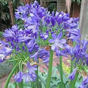 Graines De Fleurs Bleues D'Agapanthe Paquet De 100 Graines