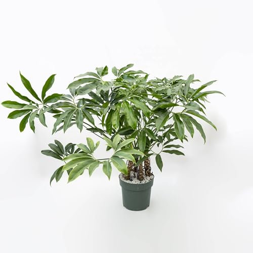 Vivai le Georgiche - Pianta vera di Philodendron Fun Bun in idrocoltura - - Filodendro - diametro vaso Ø 30 cm