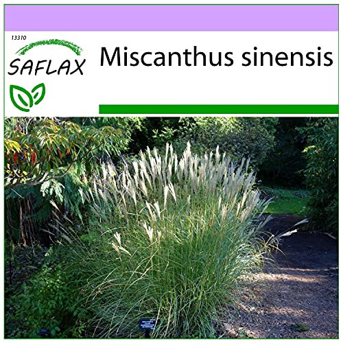 SAFLAX - Erba elefantina - 200 semi - Miscanthus sinensis