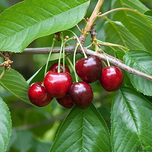 Terrassenobst Kirsche Regina - Balkon-Kirschbaum, 80-120 cm Lieferhöhe | Endhöhe bis 300 cm | Süße, Saftige Kirsche für Frischverzehr und Einkochen | Spätreifende Sorte | Befruchter Schneiders