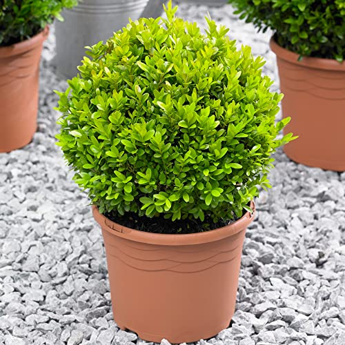 Palla di Buxus 40cm di diametro. Comune Bosso sempreverde reale per giardino e topiaria.