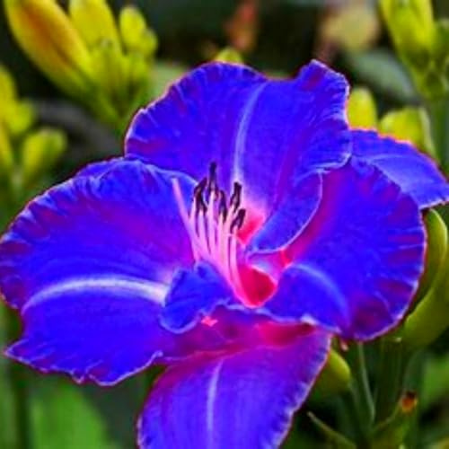 Aerati, Bulbi di Hemerocallis - Eleganti, Robusti, Luminosi, Sostenibili-5 Bulbi-D
