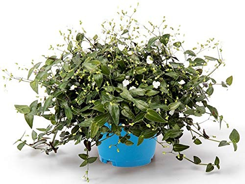 POWERS TO FLOWERS - TRADESCANTIA MULTIFLORA, GENICULATA vaso 16cm, pianta vera