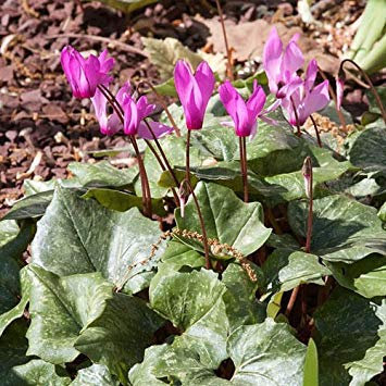 - Semi Cyclamen Rodio Peloponnesiacum