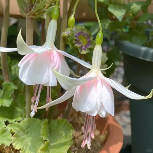 Fuchsiensamen balkongewächshäuser blumensaat balkonpflanzen frühling dekopflanzen schmetterlingsflieder gartenblumen mehrjährig winterhart bonsai topf blumendeko wildblumensamen 550samen