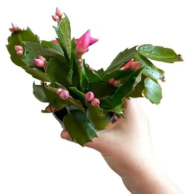 Cactus de Navidad Variedad Schlumbergera la Planta Navideña que Alegrará tu Vida