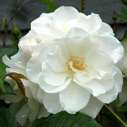 Peter Beales Roses UK Iceberg Bush Rose, White Floribunda, 120cm x 60cm, Award Winning