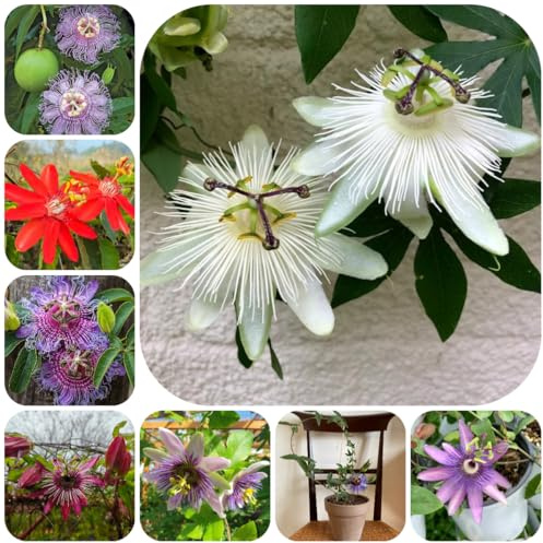 semillas de pasia, semillas para lugares soleados exóticas jardín rocas resistentes exterior silvestres orgánicas regalos para los amantes 35pcs