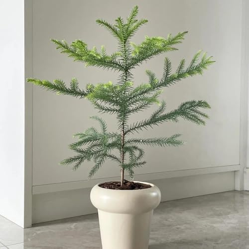 Araucaria, bonsaibaum Araucaria Araucana, winterfeste für balkon balkonpflanzen baumsamen exotische 30Samen