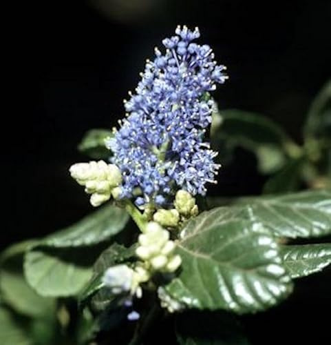 Hochstamm Säckelblume Victoria 80-100cm - Ceanothus impressus - lebende Gartenpflanze aus den Baumschulen