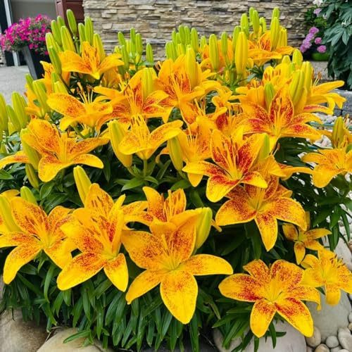 Lily Bulbs Mix Golden Jade Carving Feels Beautiful Now Mixed Garden Crop for Planting Now UK Strong Plants That Grow Well