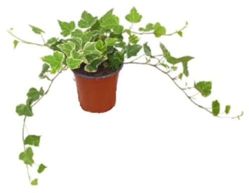 Planta natural de interior Hedera Helix, Hiedra Arco, Hiedra Inglesa, 20 cm. Planta trepadora de hojas verdes lobuladas. Segura Garden.