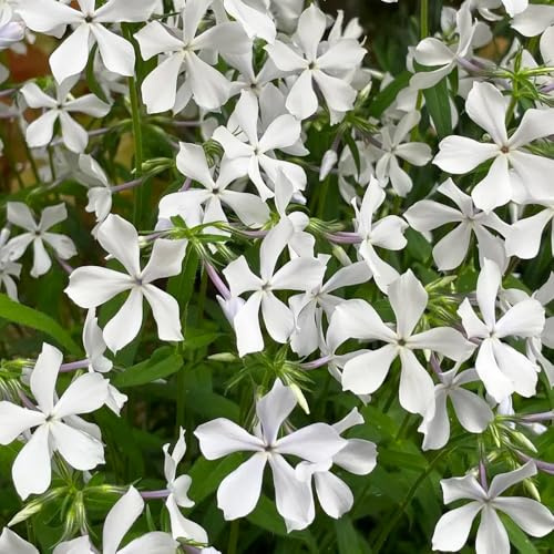 phlox bodendecker - zimmerpflanze exotische winterhart mehrjährig 200samen