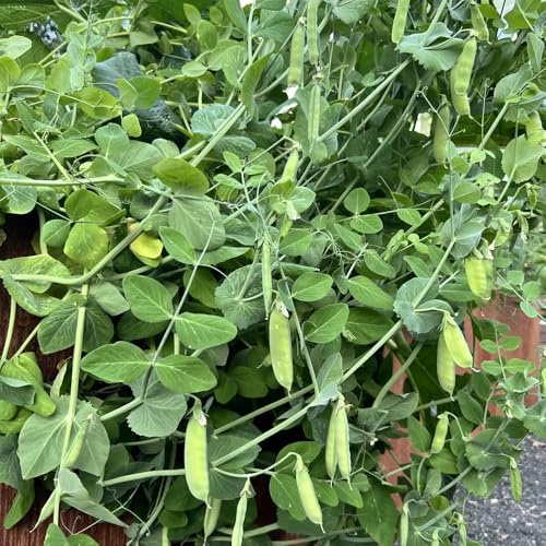 erbsensamen winterharte garten erbsen bio alte gemüsesorten exotische winterhart zimmerpflanzen hochbeete für garten bio 125samen